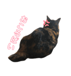 おまがりねこのきなこちゃん（個別スタンプ：7）