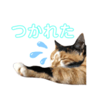 おまがりねこのきなこちゃん（個別スタンプ：8）