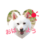 犬まみれ（個別スタンプ：1）