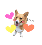 犬まみれ（個別スタンプ：4）