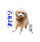 犬まみれ（個別スタンプ：5）