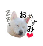 犬まみれ（個別スタンプ：7）