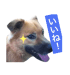 犬まみれ（個別スタンプ：10）