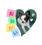 犬まみれ（個別スタンプ：11）