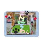 犬まみれ（個別スタンプ：12）