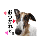 犬まみれ（個別スタンプ：13）