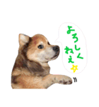 犬まみれ（個別スタンプ：14）