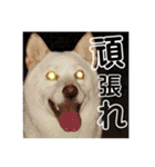 犬まみれ（個別スタンプ：17）