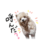 犬まみれ（個別スタンプ：18）
