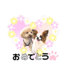 犬まみれ（個別スタンプ：19）