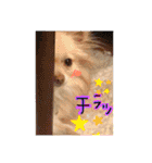 犬まみれ（個別スタンプ：21）