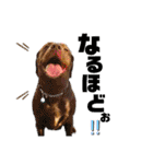 犬まみれ（個別スタンプ：22）