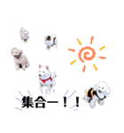 犬まみれ（個別スタンプ：24）