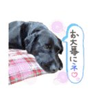 犬まみれ（個別スタンプ：25）