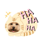 犬まみれ（個別スタンプ：26）