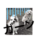犬まみれ（個別スタンプ：29）