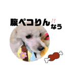 犬まみれ（個別スタンプ：30）