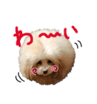 犬まみれ（個別スタンプ：31）