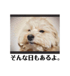 犬まみれ（個別スタンプ：32）