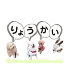 犬まみれ（個別スタンプ：37）