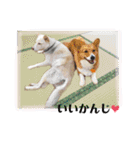 犬まみれ（個別スタンプ：39）