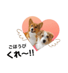 犬まみれ（個別スタンプ：40）