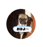 パグのこぶし スタンプ（個別スタンプ：3）