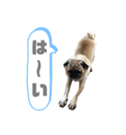 パグのこぶし スタンプ（個別スタンプ：16）