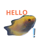 熱帯魚01（個別スタンプ：1）