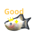 熱帯魚01（個別スタンプ：6）