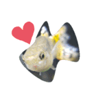 熱帯魚01（個別スタンプ：7）