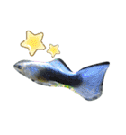 熱帯魚01（個別スタンプ：10）