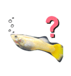 熱帯魚01（個別スタンプ：11）