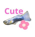 熱帯魚01（個別スタンプ：12）