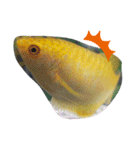 熱帯魚01（個別スタンプ：15）