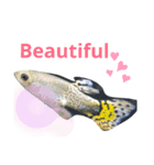 熱帯魚01（個別スタンプ：16）