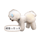トイプードルがいっぱい（個別スタンプ：3）
