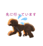 トイプードルがいっぱい（個別スタンプ：9）