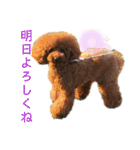 トイプードルがいっぱい（個別スタンプ：10）