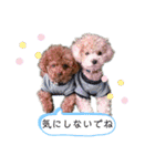 トイプードルがいっぱい（個別スタンプ：12）