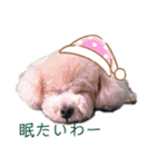 トイプードルがいっぱい（個別スタンプ：13）