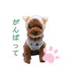 トイプードルがいっぱい（個別スタンプ：17）