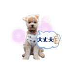 トイプードルがいっぱい（個別スタンプ：18）