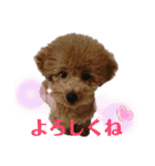 トイプードルがいっぱい（個別スタンプ：23）
