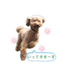 トイプードルがいっぱい（個別スタンプ：31）