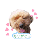 トイプードルがいっぱい（個別スタンプ：32）