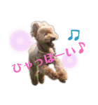 トイプードルがいっぱい（個別スタンプ：33）