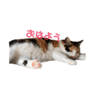 日常の一言_うちの保護猫たち（個別スタンプ：1）