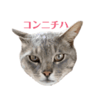 日常の一言_うちの保護猫たち（個別スタンプ：2）
