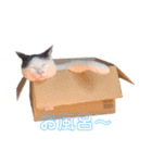 日常の一言_うちの保護猫たち（個別スタンプ：3）